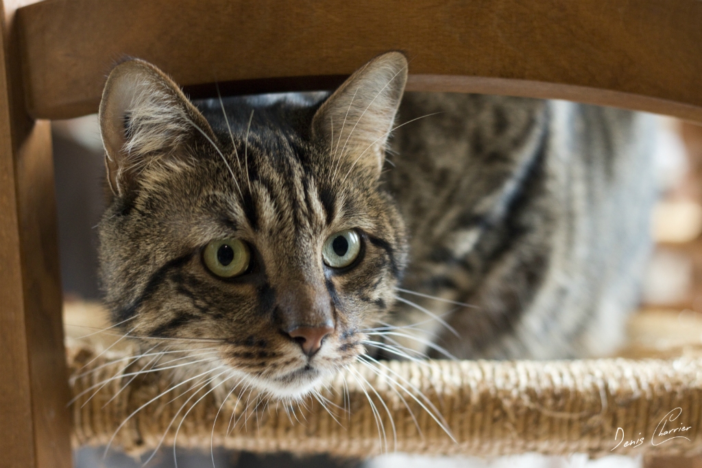 Sora, chat européen tigré