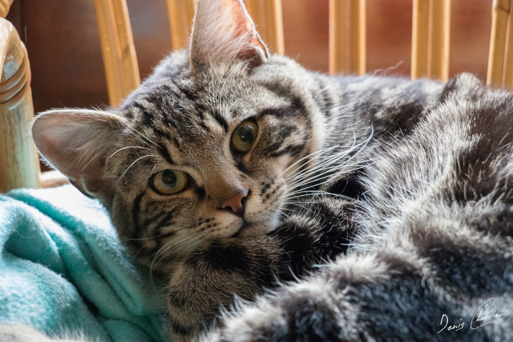 Ventus, chat européen tigré