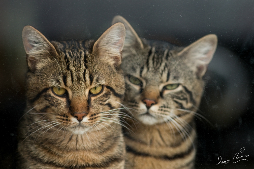 Sora & Ventus, chats européen tigré