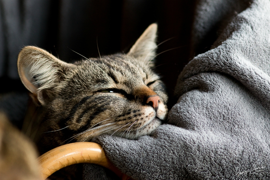 Ventus, chat européen tigré