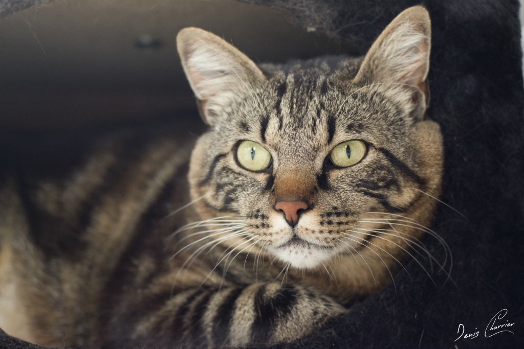 Ventus, chat européen tigré