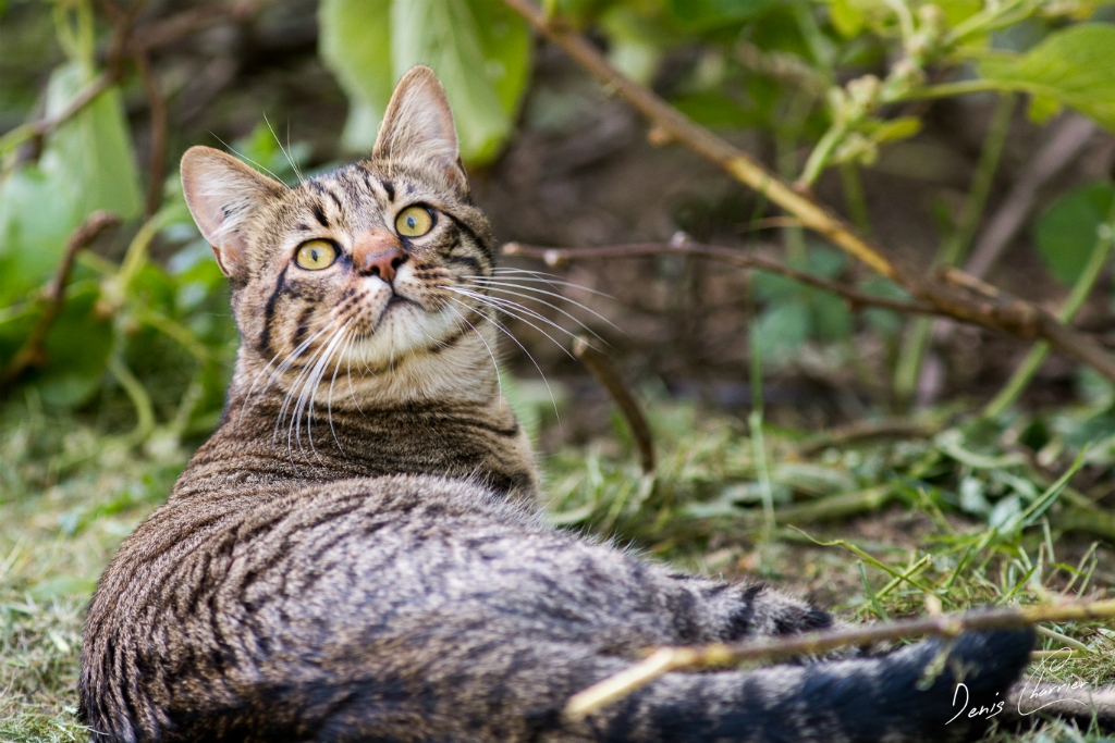 Sora, chat européen tigré