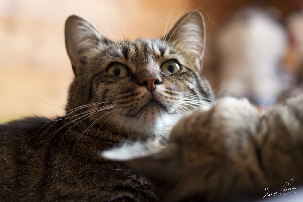 Ventus, chat européen tigré