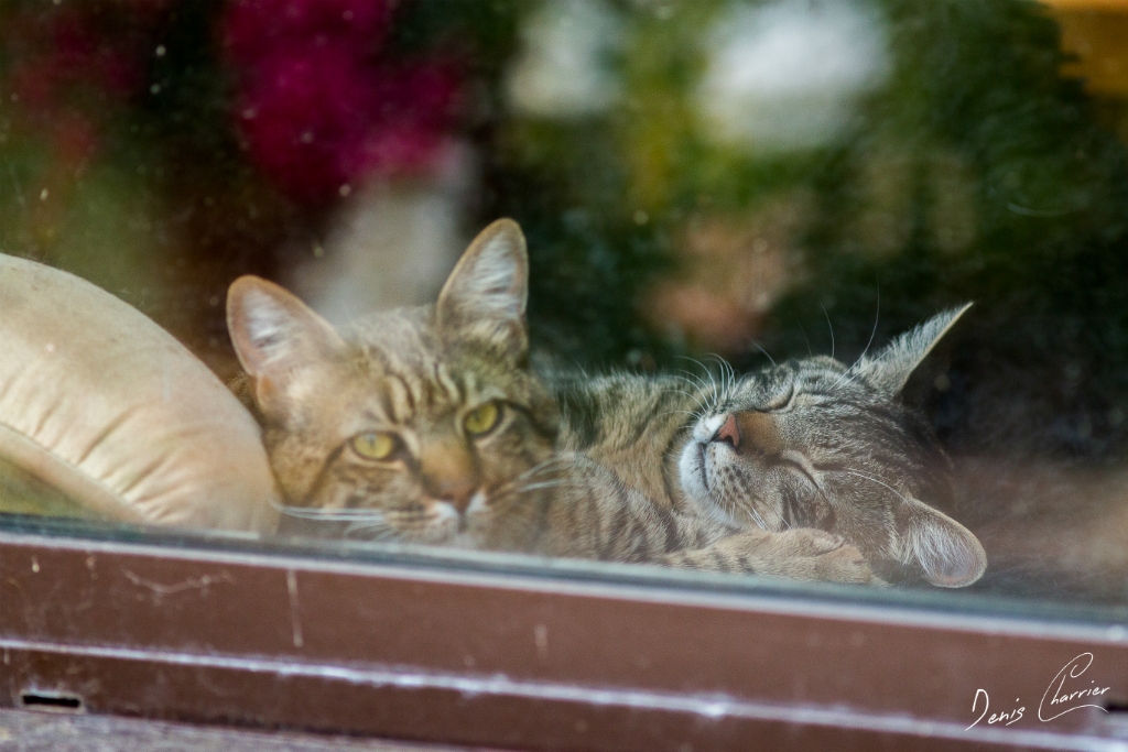 Sora & Ventus, chats européen tigré