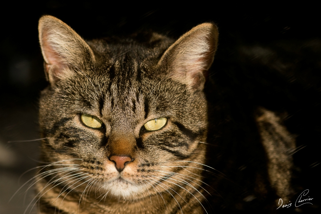 Ventus, chat européen tigré