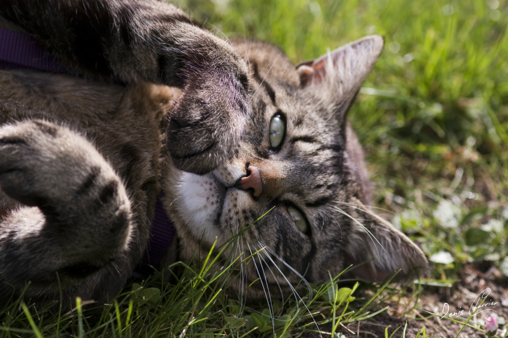 Ventus, chat européen tigré