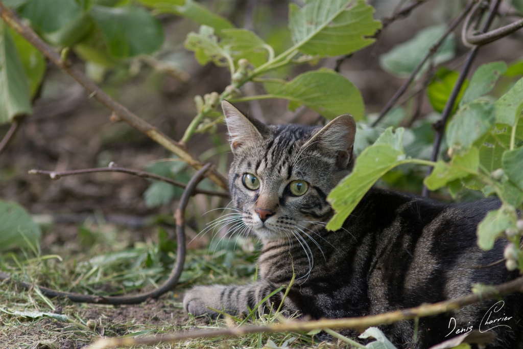 Ventus, chat européen tigré