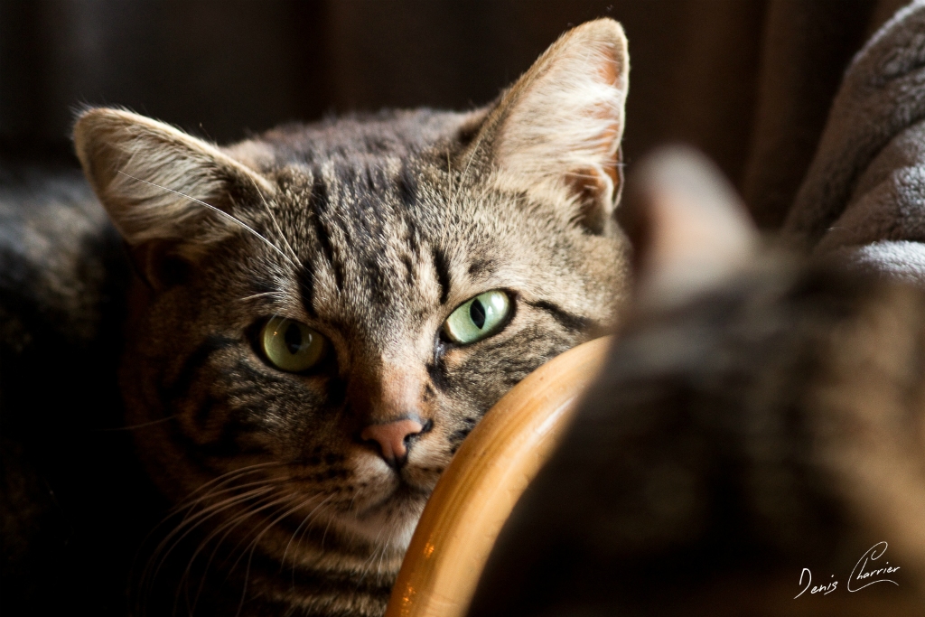 Ventus, chat européen tigré