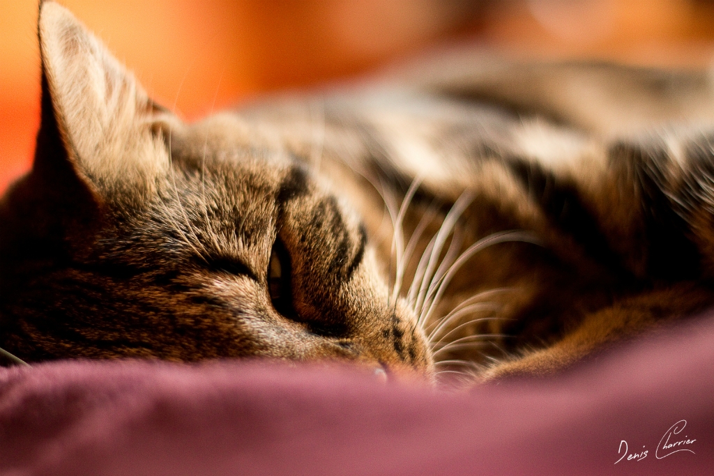 Ventus, chat européen tigré