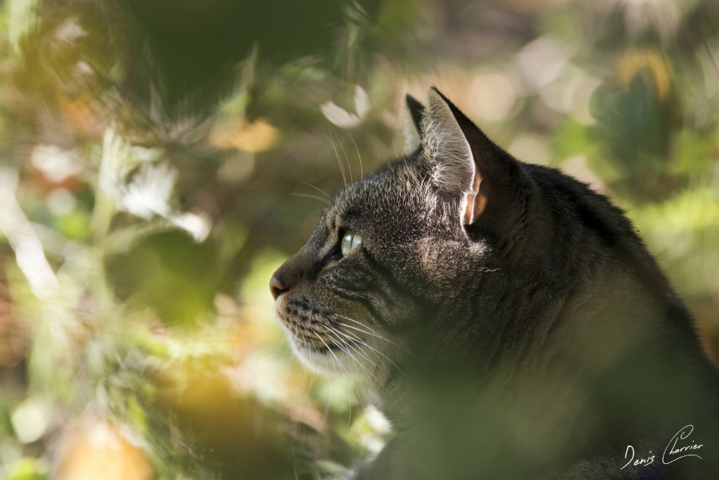 Ventus, chat européen tigré
