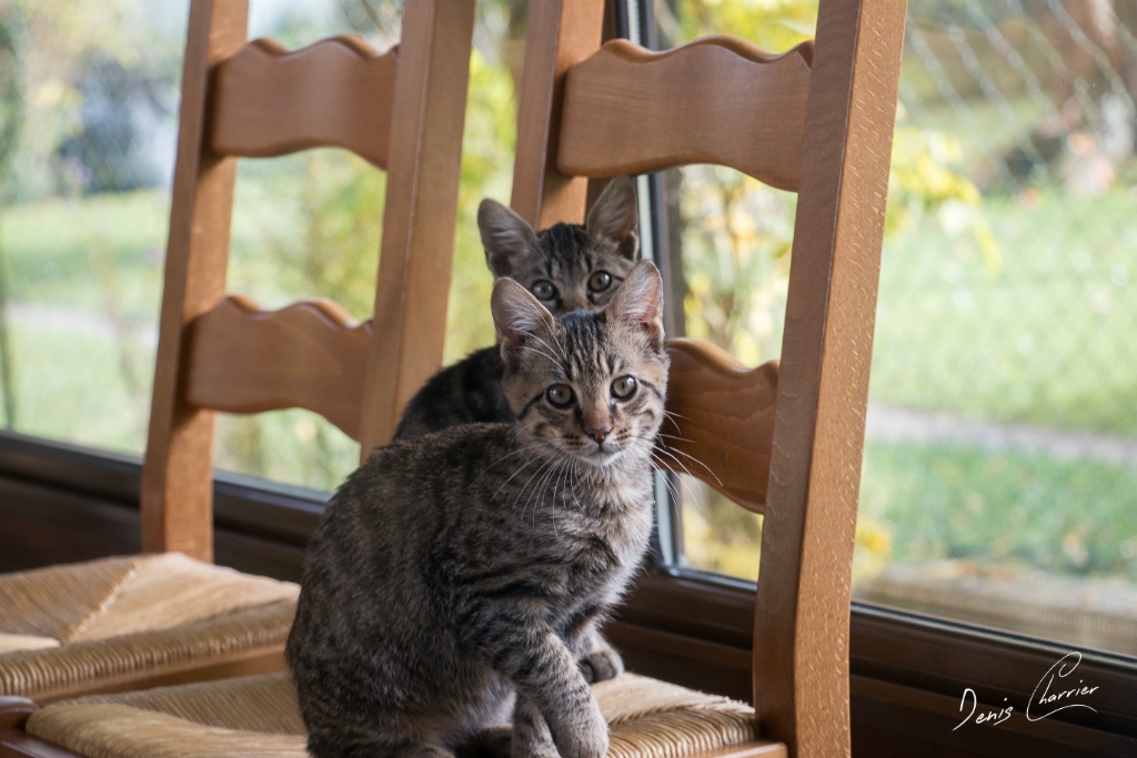 Sora & Ventus, chats européen tigré