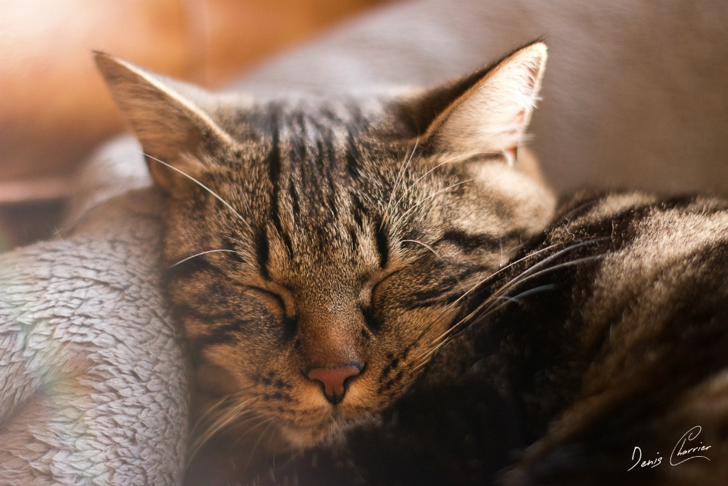 Ventus, chat européen tigré