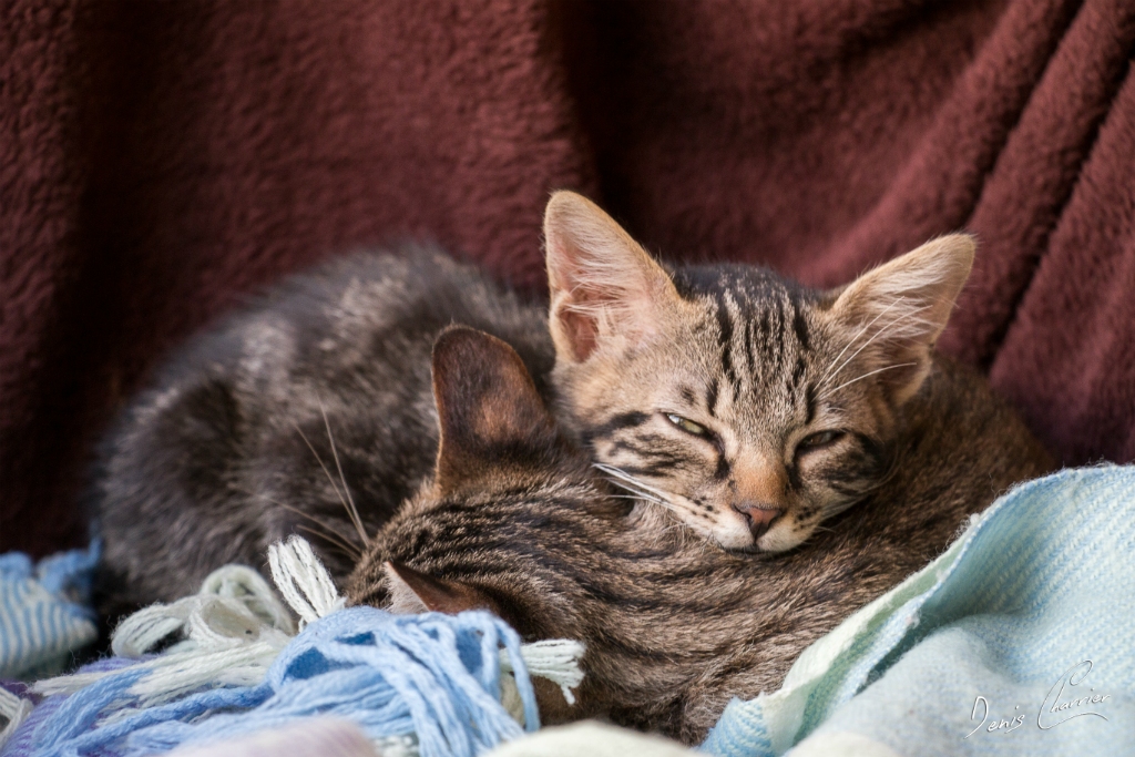 Sora & Ventus, chats européen tigré