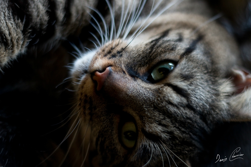 Ventus, chat européen tigré