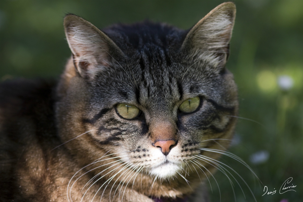 Ventus, chat européen tigré