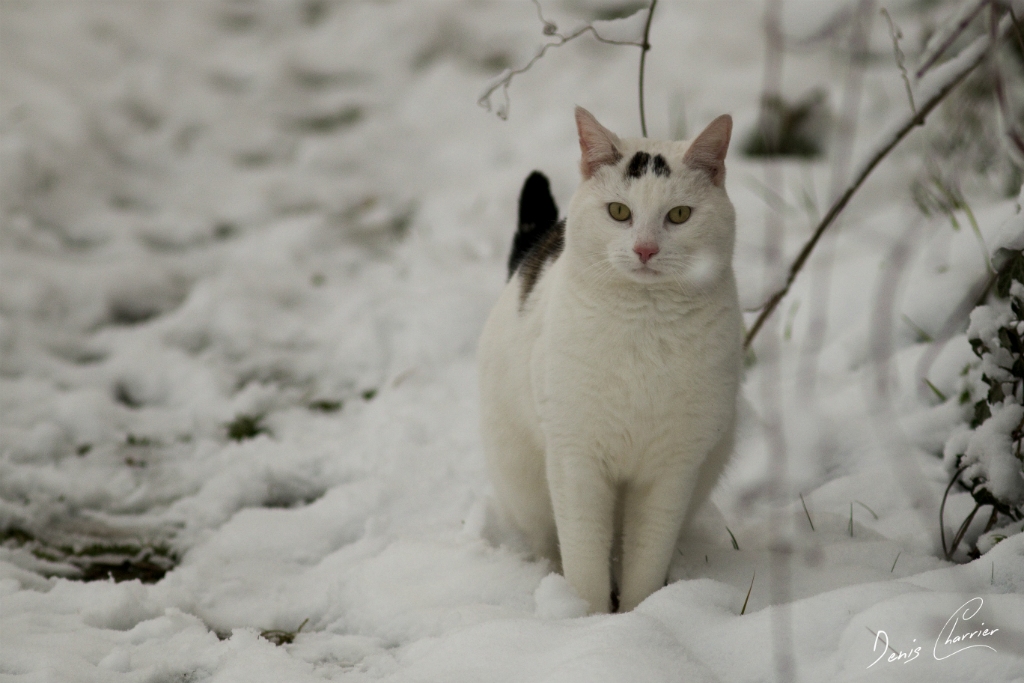 Chat blanc et noir dans la neige