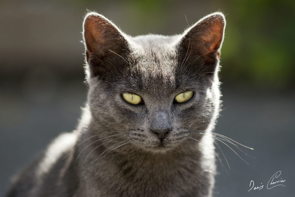 Chat chartreux