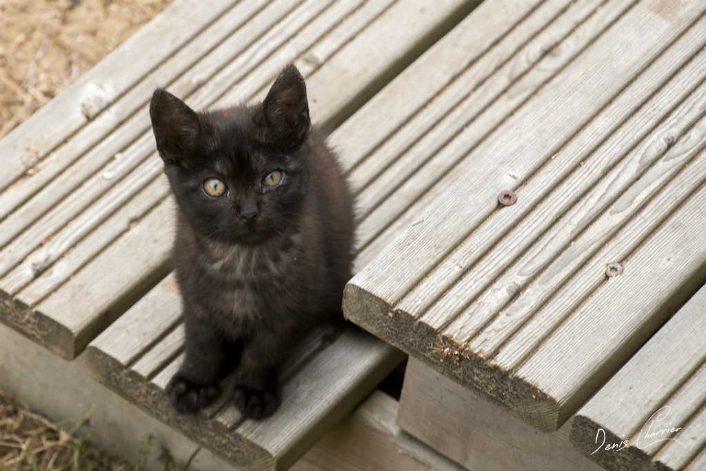 Chaton noir sur une marche en bois