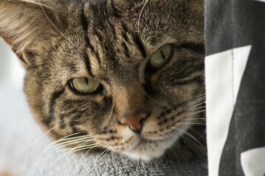 Ventus, chat européen tigré