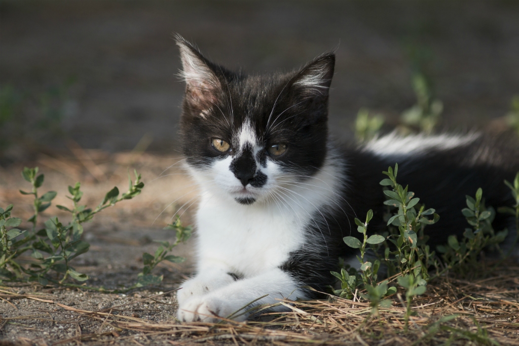 Nala, chatte noir et blanche