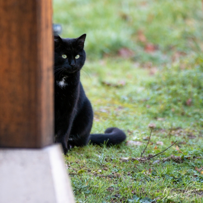 Chat noir regardant derrière un poteau