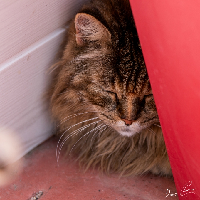 Chat tigré européen à poil long pointe de la courte à Sète