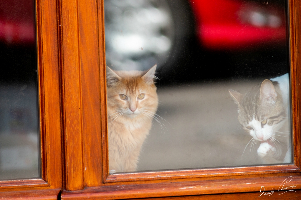 Deux chats derrière une fenêtre