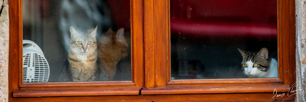 Trois chats derrière une fenêtre