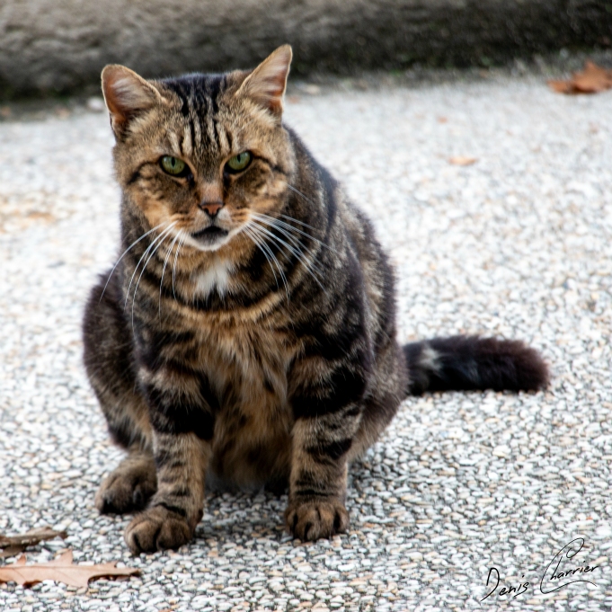 Chat européen tigré