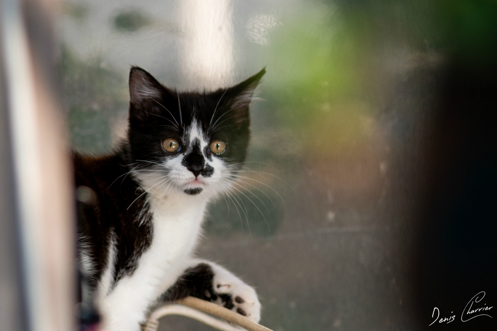 Nala, chatte noir et blanche