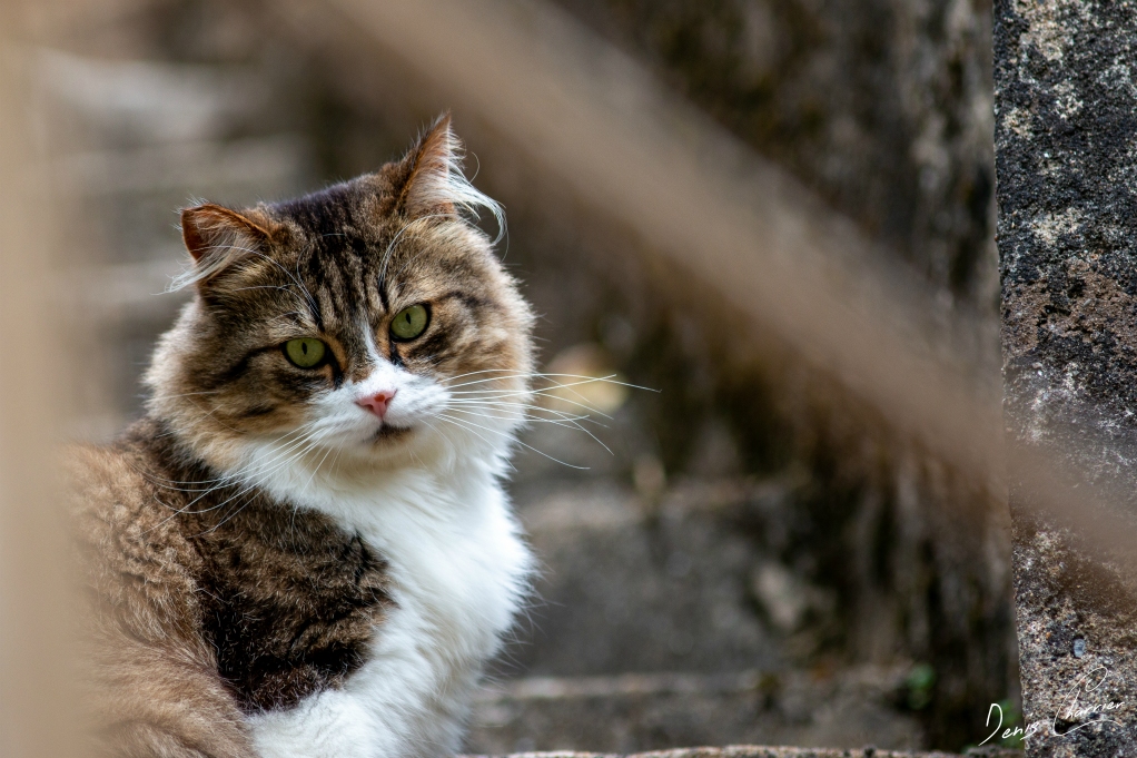 Chat norvégien dans un village