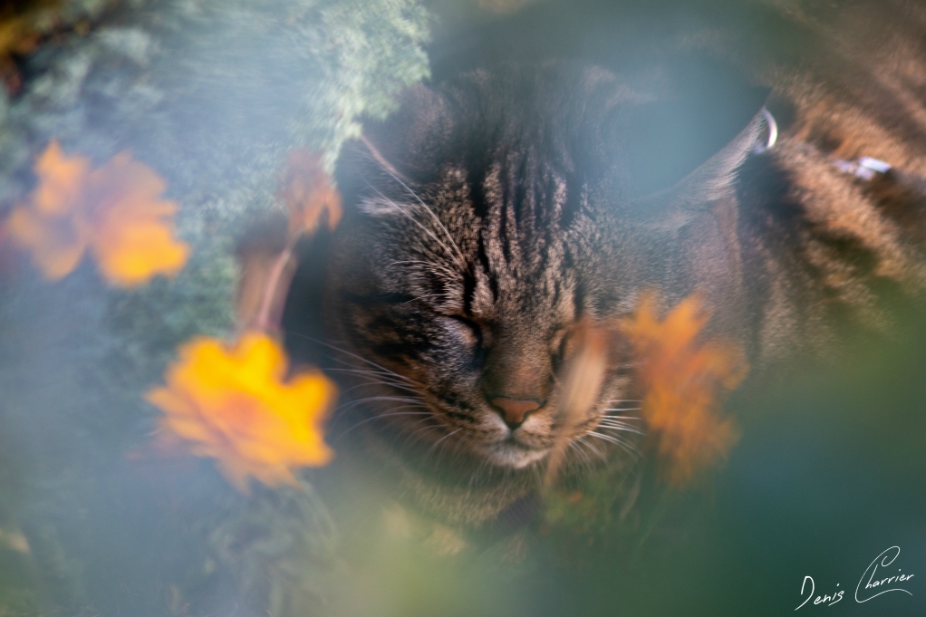 Ventus, chat européen tigré