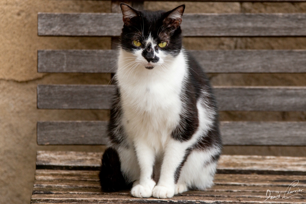 Nala, chatte noir et blanche