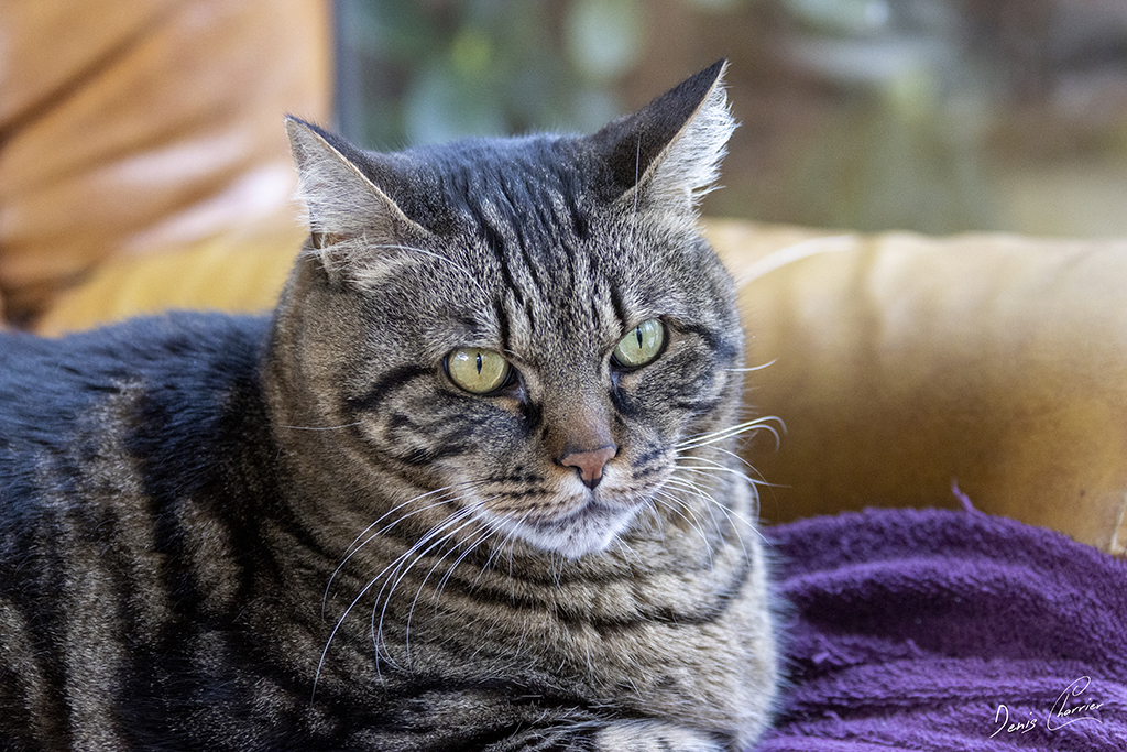 Ventus, chat européen tigré