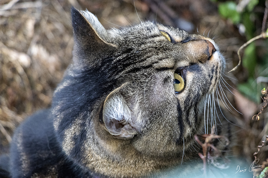Ventus, chat européen tigré