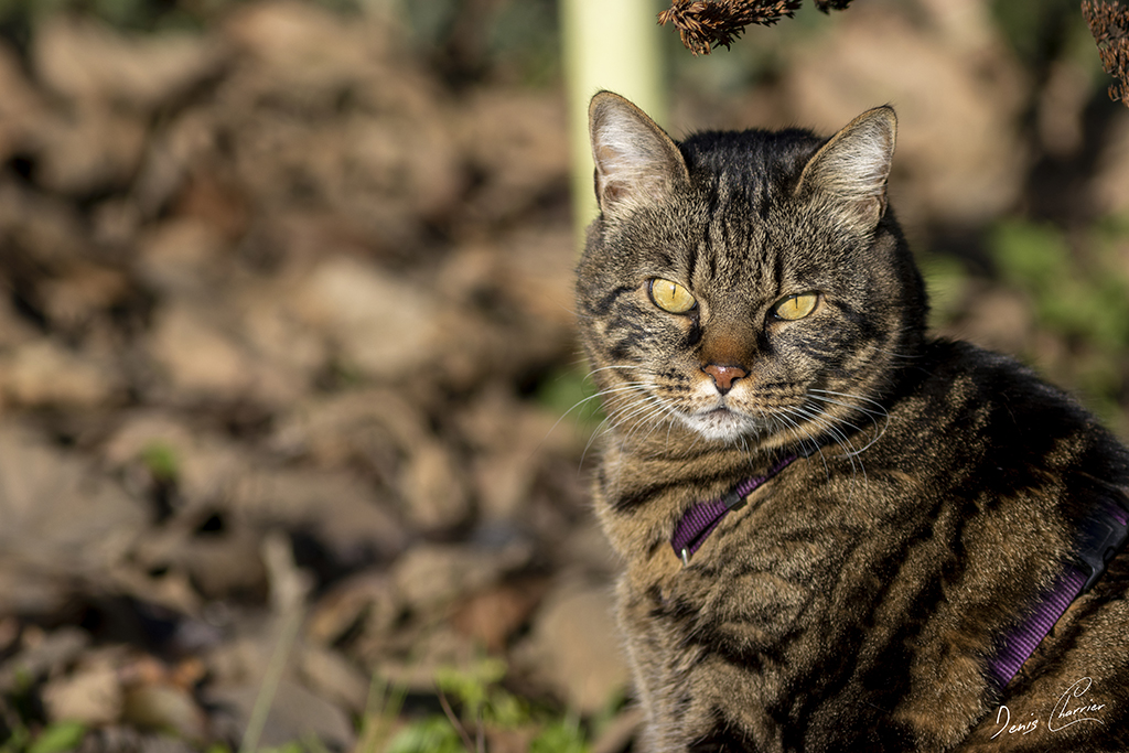 Ventus, chat européen tigré