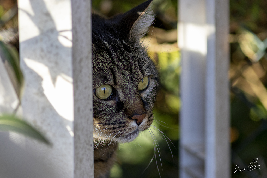 Ventus, chat européen tigré