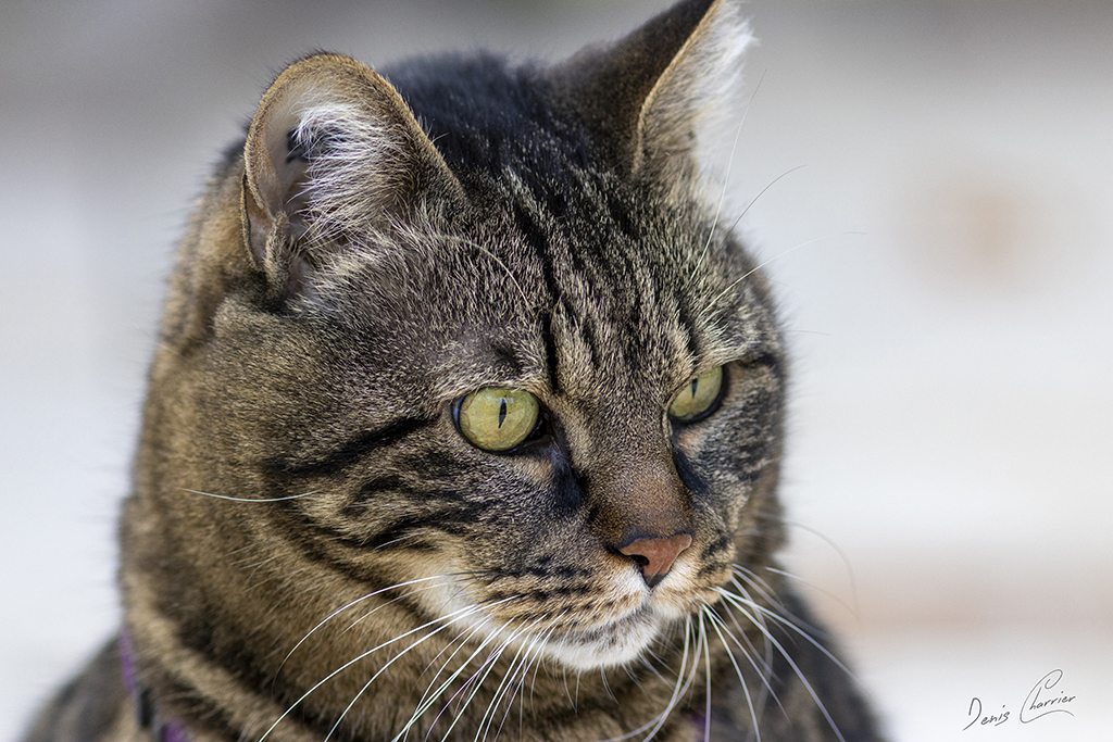 Ventus, chat européen tigré