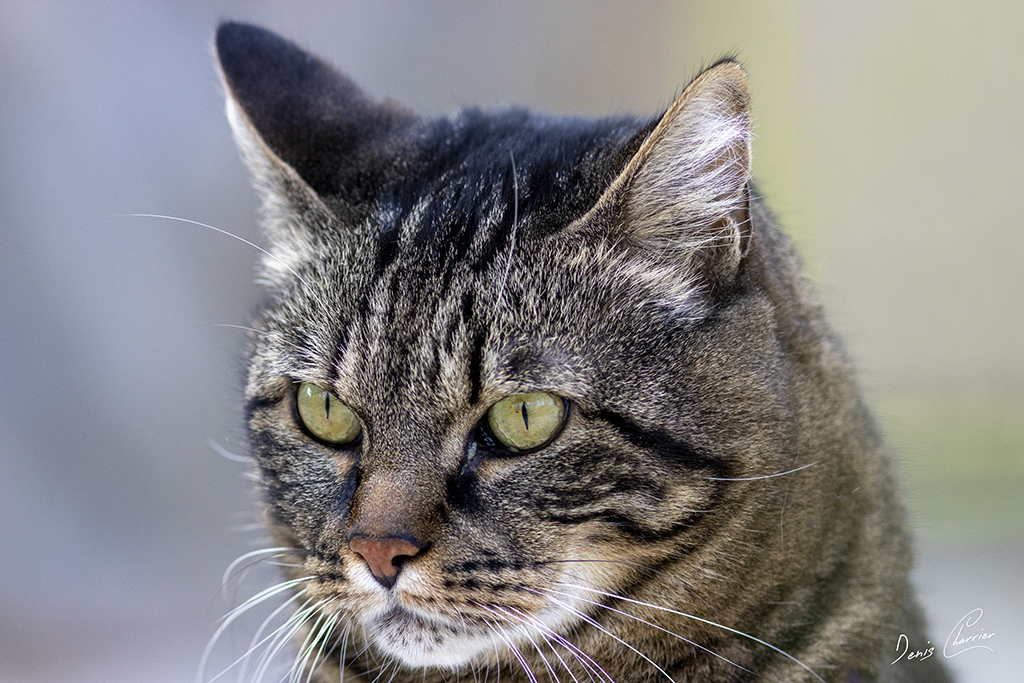 Ventus, chat européen tigré