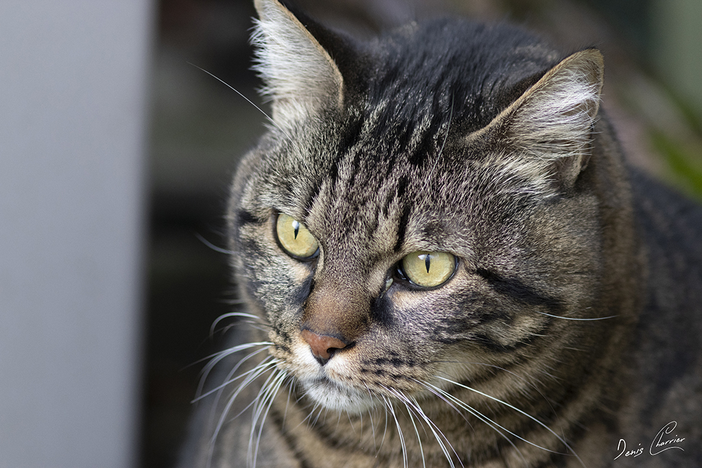 Ventus, chat européen tigré