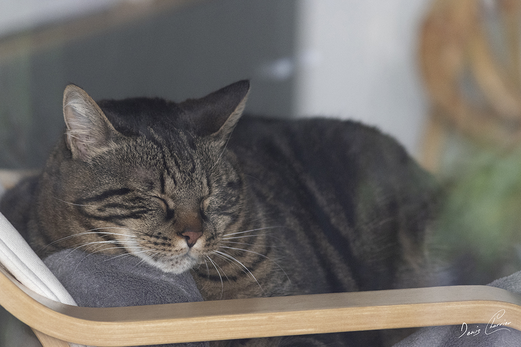 Ventus, chat européen tigré