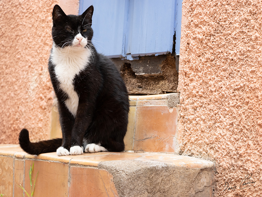 Chat tuxedo pointe de la courte à Sète