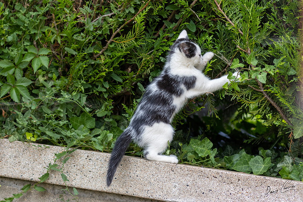 Chaton noir et blanc entrain de jouer