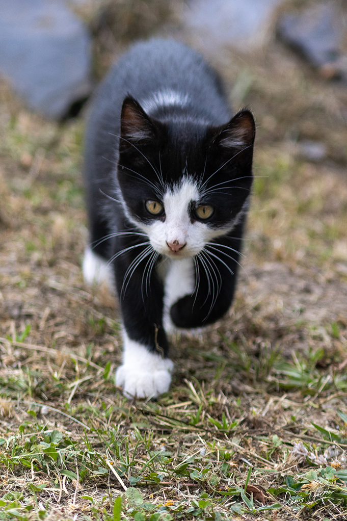 Chaton tuxedo