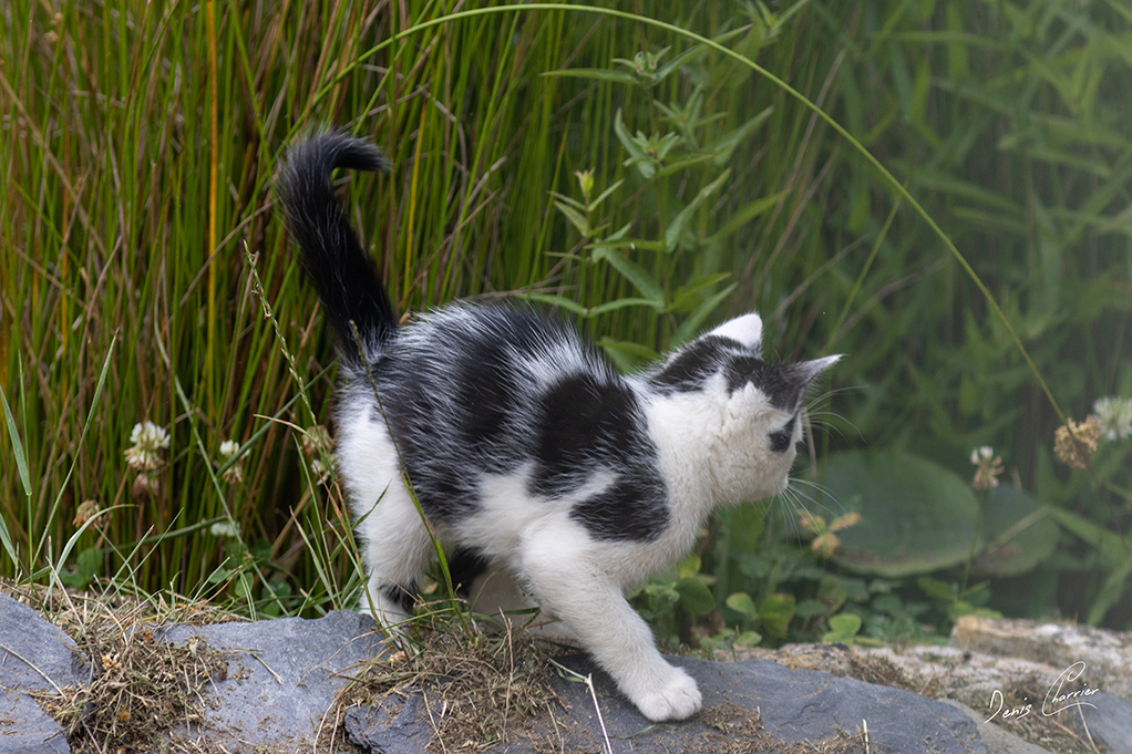Chaton noir et blanc