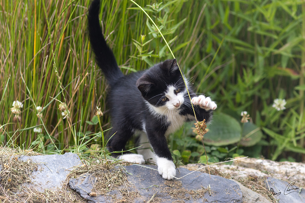 Chaton tuxedo entrain de jouer avec une fleur de roseau