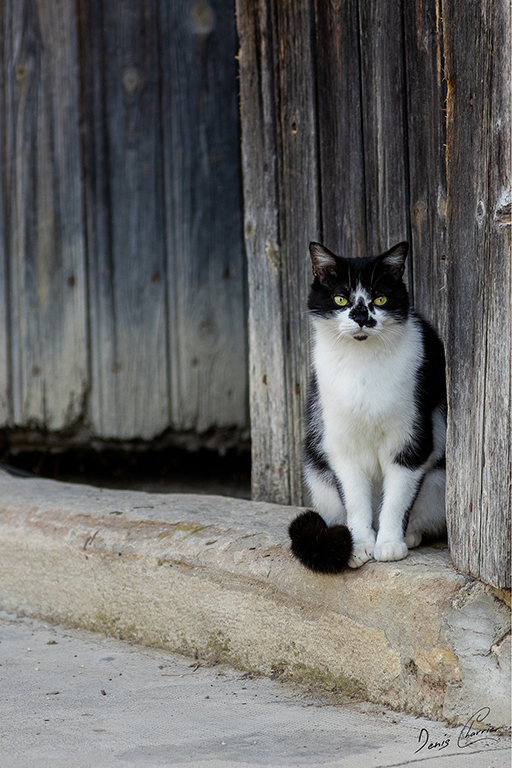 Nala, chatte noir et blanche