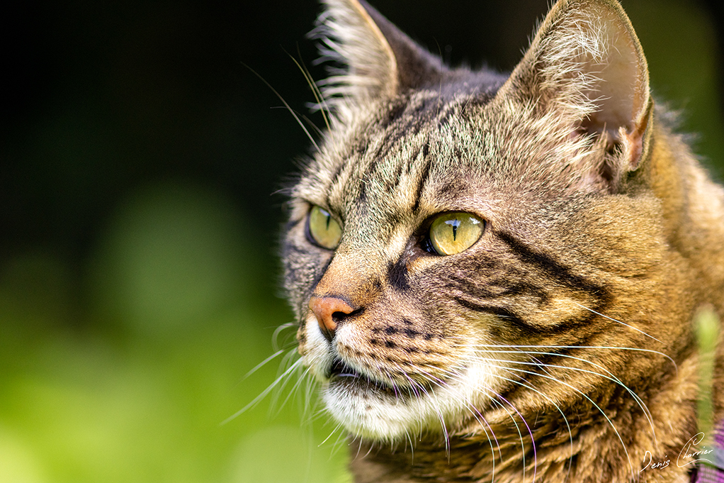 Ventus, chat européen tigré