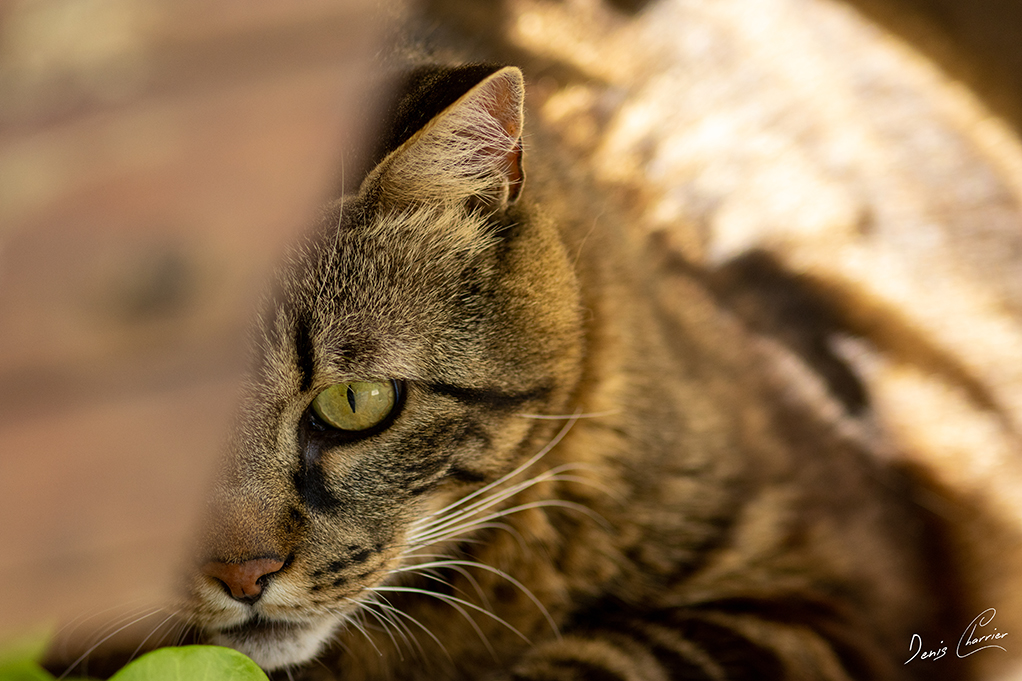 Ventus, chat européen tigré