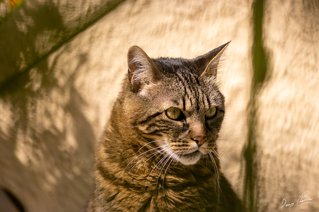 Ventus, chat européen tigré